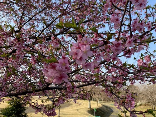 並松運動公園の桜 その1