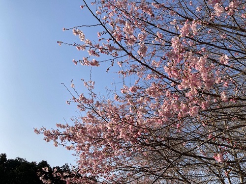 並松運動公園の桜 その2