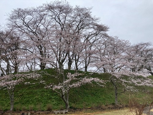 城山の頂上付近の桜は満開