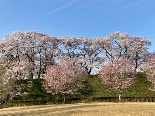 城山のソメイヨシノとセンダイヤ