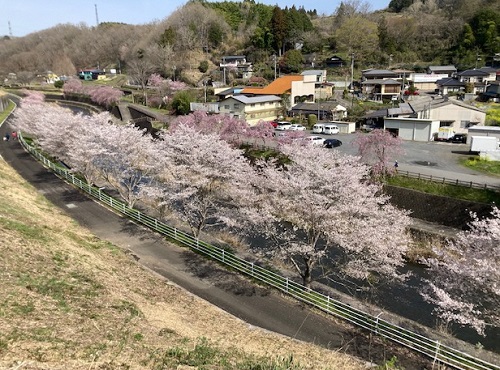 道の駅　逆川沿いの桜並木　その1