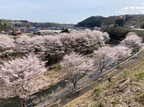 道の駅　逆川沿いの桜並木　その2