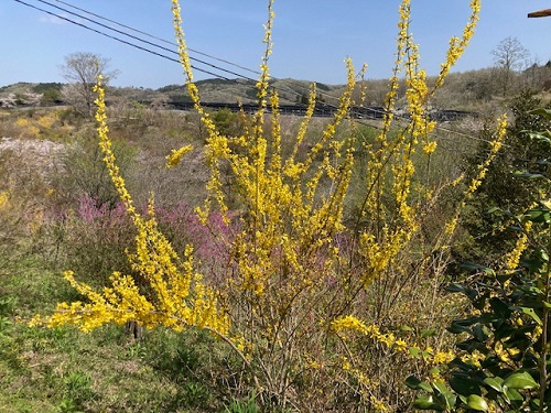 園内を彩る様々な木の花