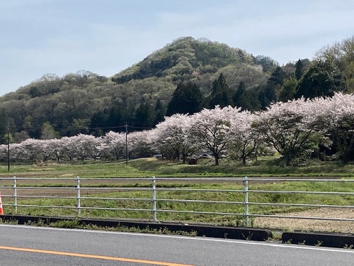 いい里さかがわ館前の河川沿いの桜並木