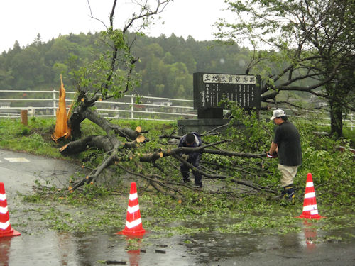 竜巻での倒木。今回の台風では今のところ、大きな被害は報告されていません