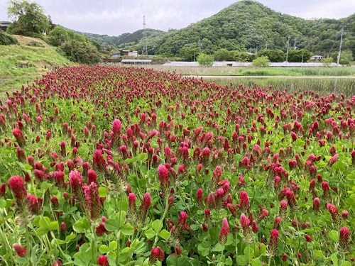 クリムソンクローバーの深紅の花