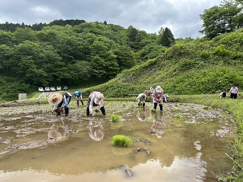 オーナーの皆さんによる田植え