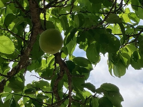 1本の木にたった1粒