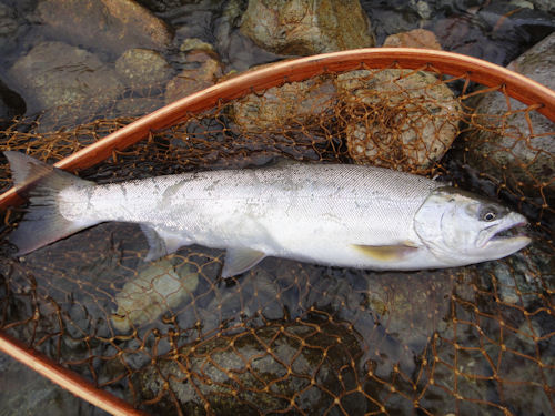 これが、職員が釣り上げた「サクラマス」です。まるで違う種類の魚のような姿