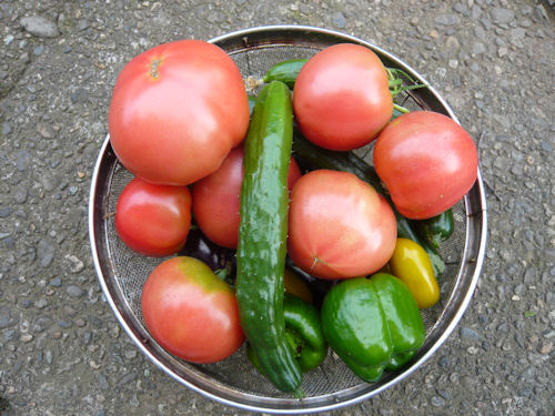 なんともおいしそうな野菜たち。これで無農薬というのだから驚きだ