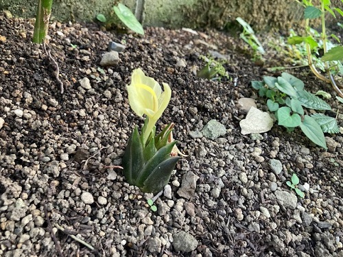 ミョウガ 発見