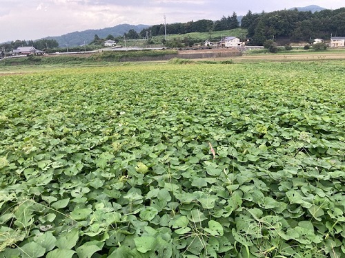 サツマイモの圃場