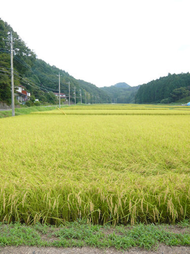 とこまでも続く田園風景