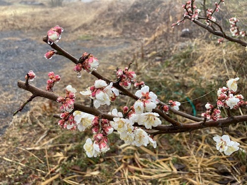 梅の花ももうすぐ満開