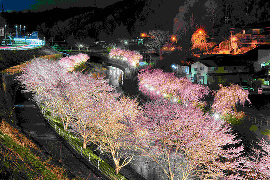 令和6年度最優秀賞作品 「茂木町の夜桜」姚ケネス氏