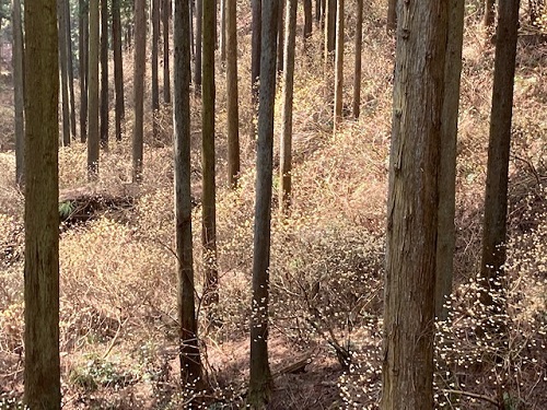 杉林の中のミツマタ群生地