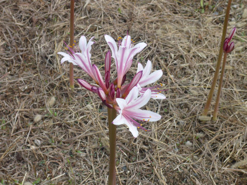 ピンク色の花を咲かせる「リコリス」