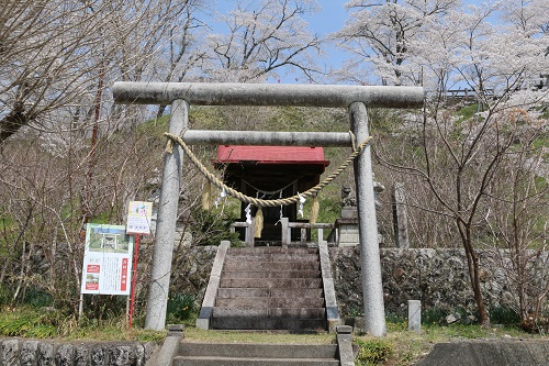 たばこ神社と満開の桜