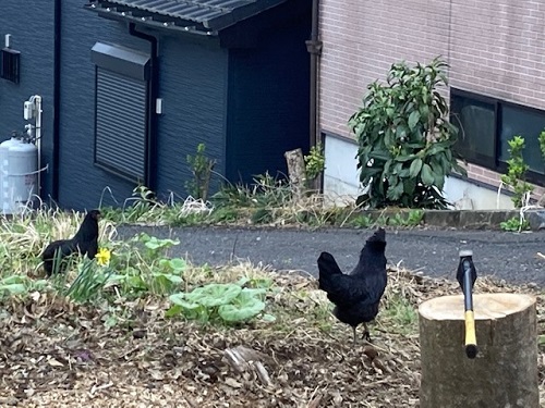 カラスではありません