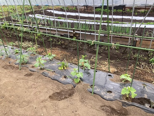 植え付けたキュウリとトマト