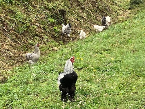 鶏軍団 親鳥が先頭に立ち、やって来る