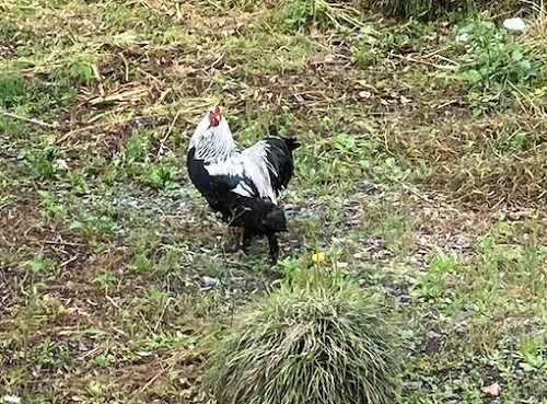 ミーコを警戒する親鳥