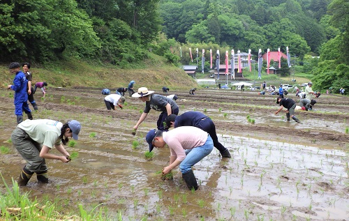 甲の棚田で行われた田植え