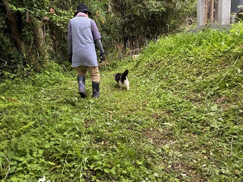 大収穫に満足して帰る妻とミーコ