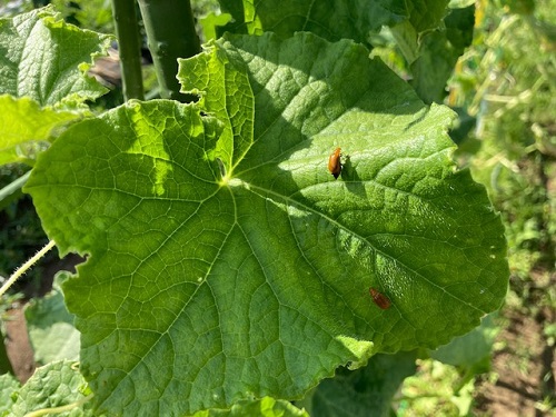 キュウリの葉を食べるウリハムシ