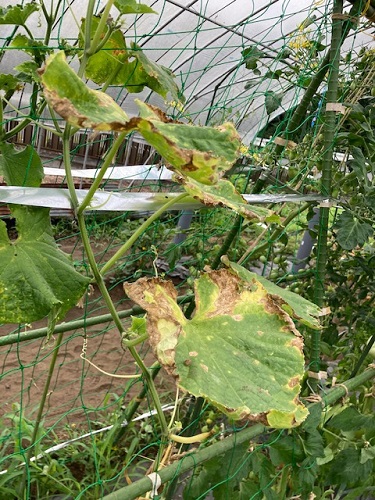 枯れてしまったキュウリ