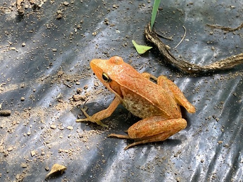 だいだい色のカエル、初めて見ました