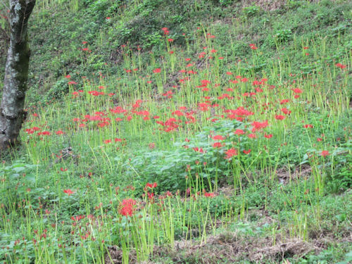 彼岸花が見ごろを迎えています