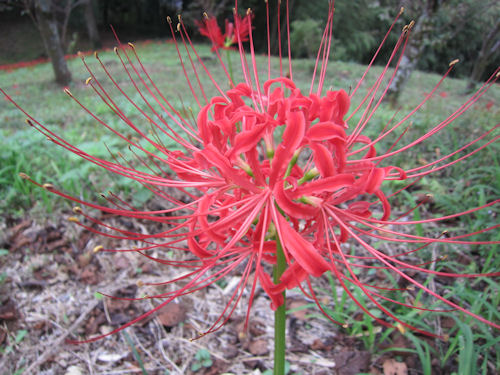 彼岸花を見に、城山においでください