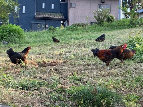 鶏軍団来襲、8羽。