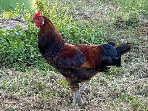 けたたましく鳴いて群を率いるリーダー