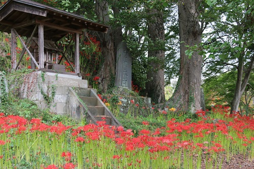 現在は5部咲き程度