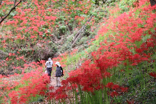 見ごろは今週末からになりそうだ