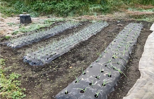 ラッキョウとニンニクの圃場