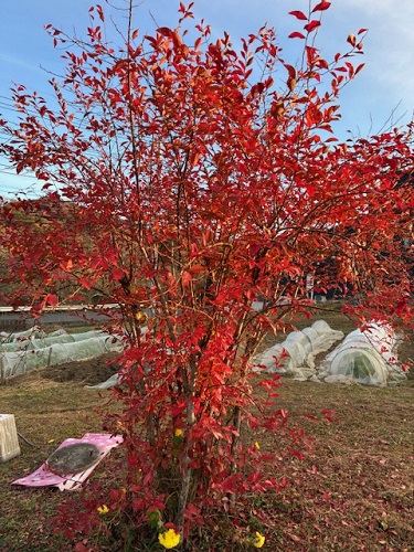 紅葉が美しい晩秋のブルーベリー