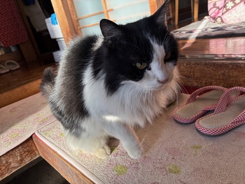 前脚が上手く着けないミーコ