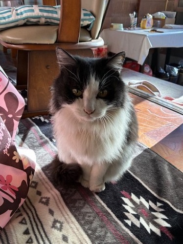 ミーコも年老いた