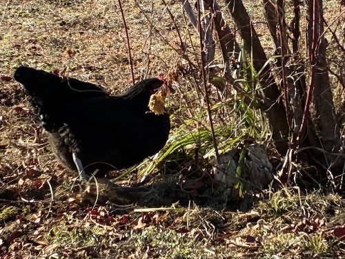 ブルーベリーの根元にまず1羽