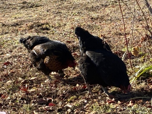 後を追いかけるようにもう一羽