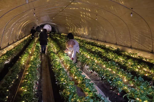 ハウス内が幻想的な雰囲気に