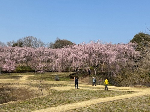 満開のシダレザクラ