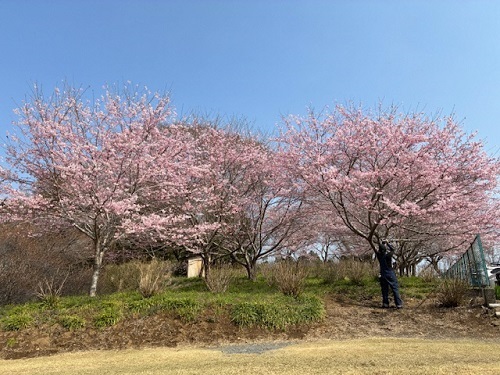 城山公園のセンダイヤ