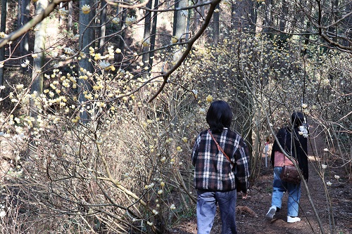 多くの方にミツマタを楽しんでいただきました