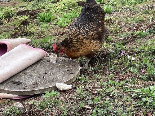 発泡スチロールをついばむ鶏