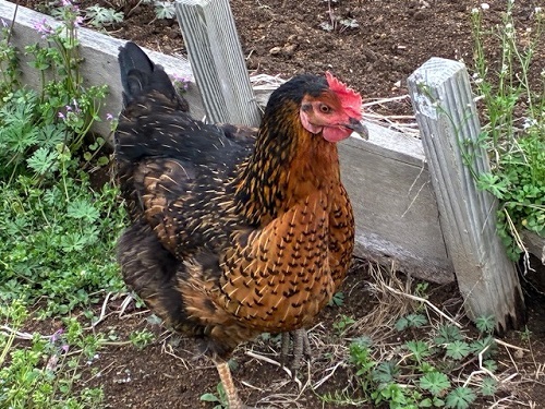 私が畑に入るとすぐにやってくる