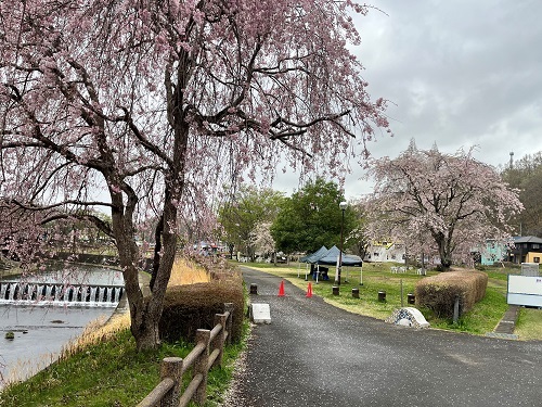 十石河川公園の桜